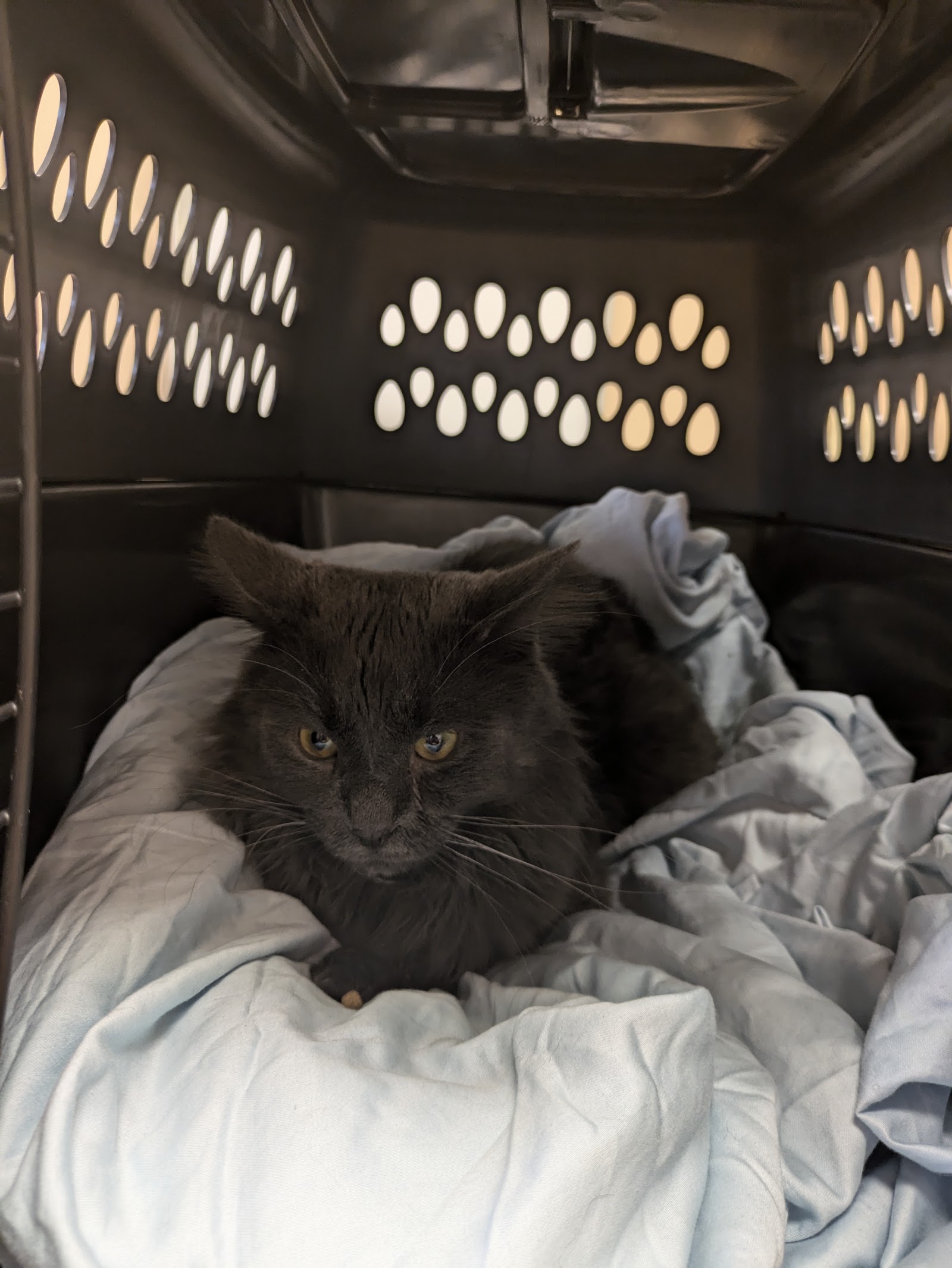 Ailurophile Cat Clinic — photo
