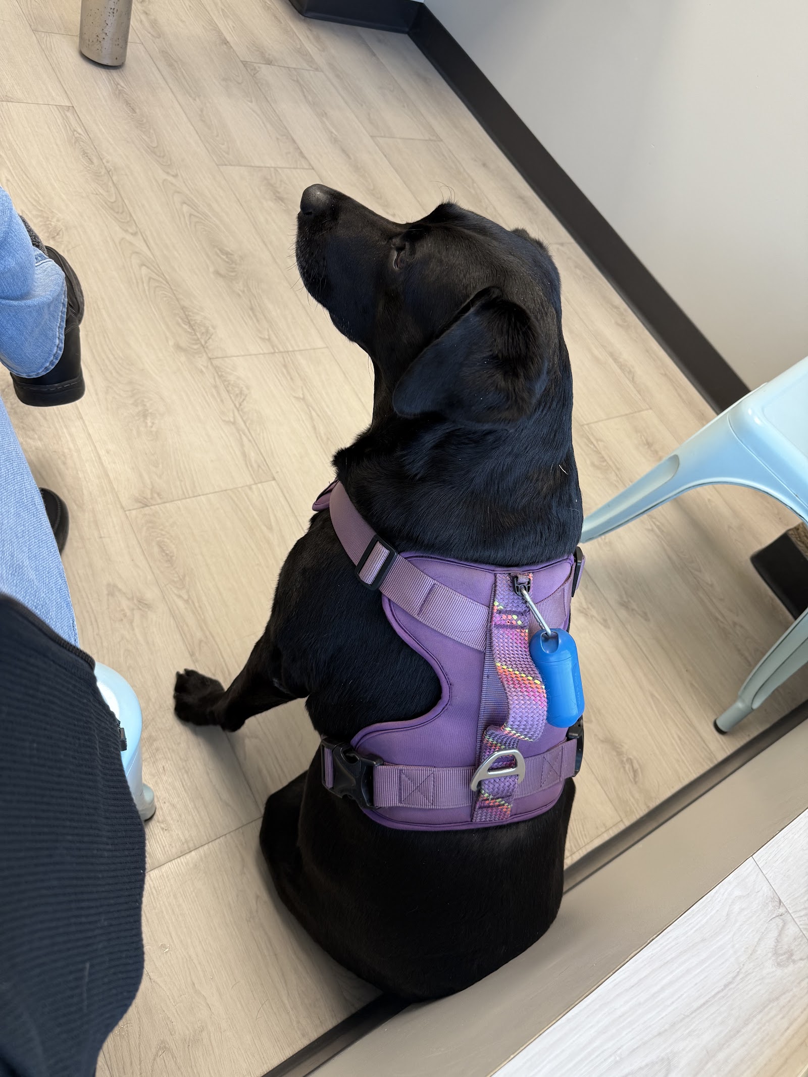 Evergreen Veterinary Clinic in Lansing