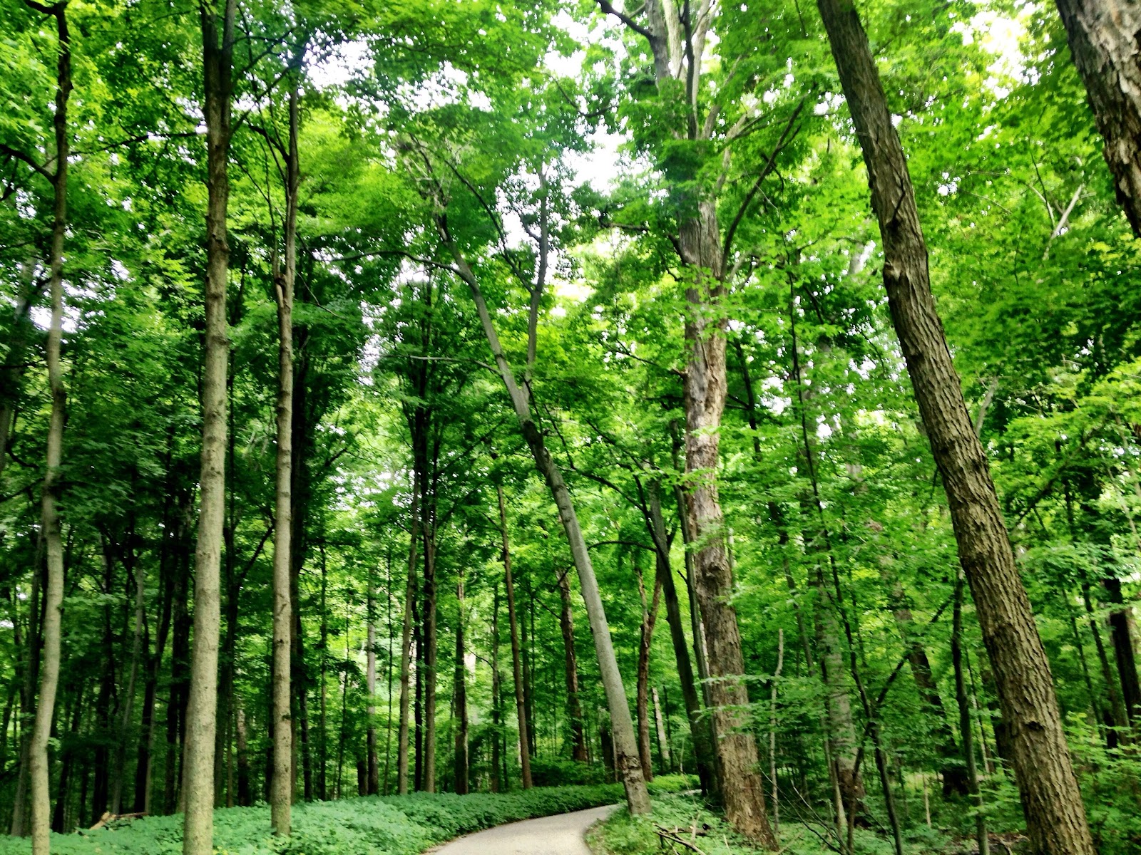 Scott Woods Park in Lansing
