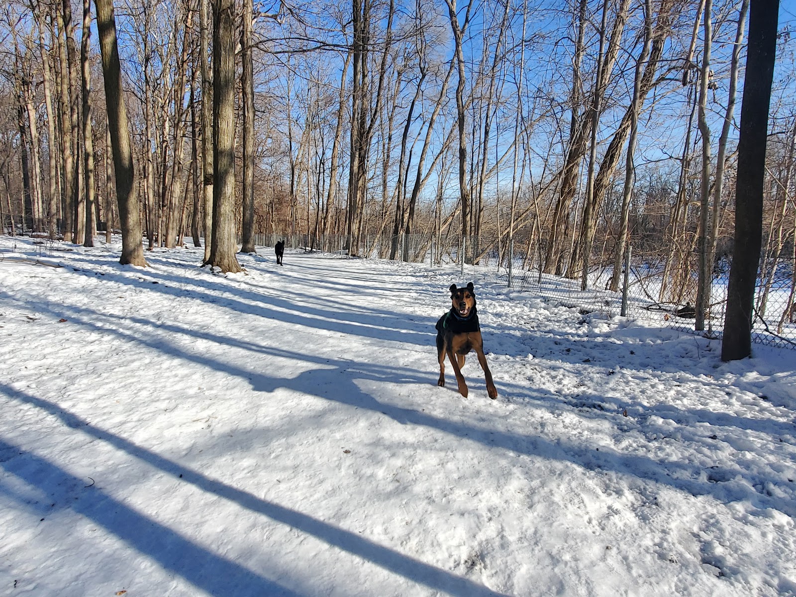 Soldan Dog Park in Lansing